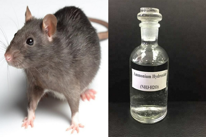 Mẹo đuổi chuột khỏi nhà bằng Amoniac