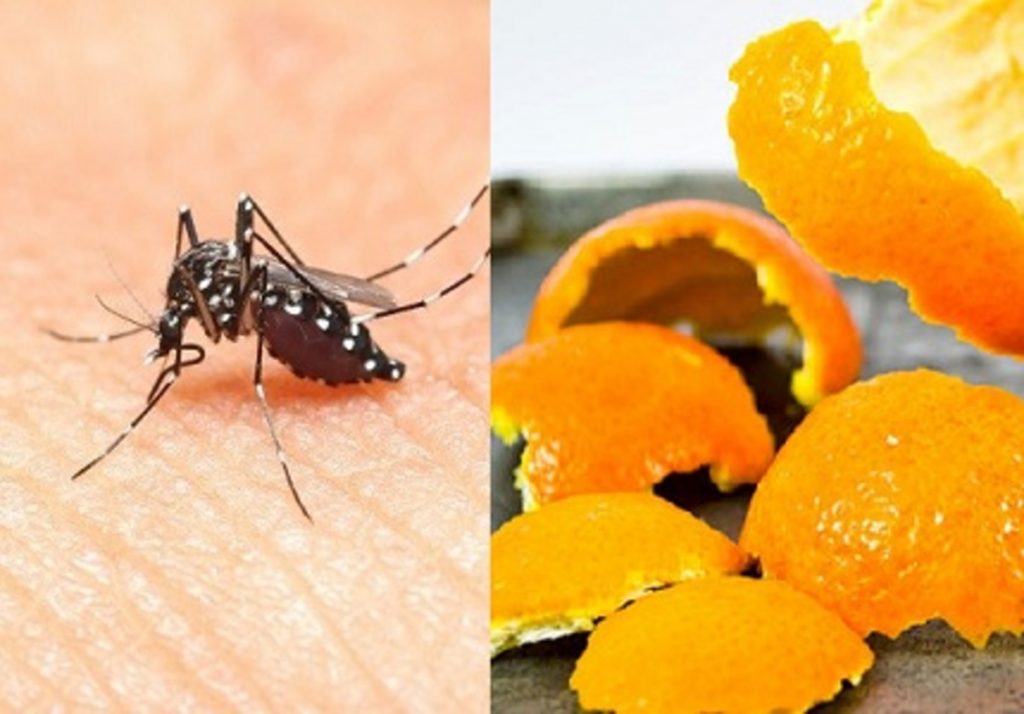 Sử dụng vỏ cam, vỏ quýt để diệt muỗi