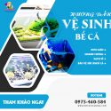 Bí Quyết Vệ Sinh Bể Cá đơn Giản Và Hiệu Quả Cùng Súp Lơ Cleaning