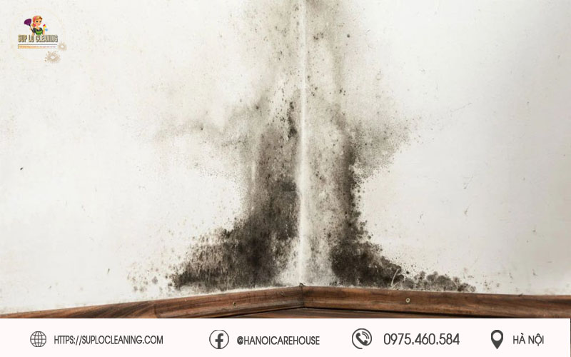 Nhiều nguyên nhân khiến tường và trấn nhà bị mốc