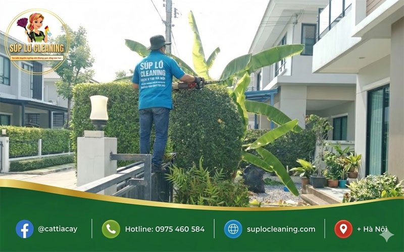 Nhân viên Súp lơ Cleaning chăm sóc cây xanh sân vườn tại nhà