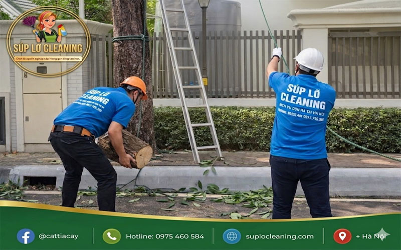 Nhân viên dọn dẹp sau khi hạ độ cao của cây xanh tại Ba Đình