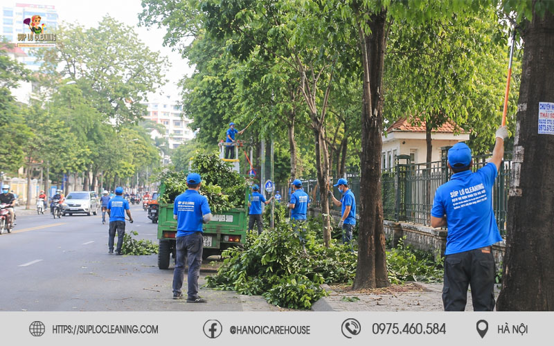 Đội ngũ cắt tỉa cây xanh tại Bạch Mai chuyên nghiệp và an toàn