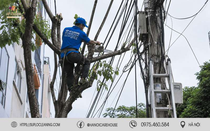 Dịch vụ cắt tỉa cây xanh an toàn gần hệ thống dây điện dân sinh tại phường Bạch Mai