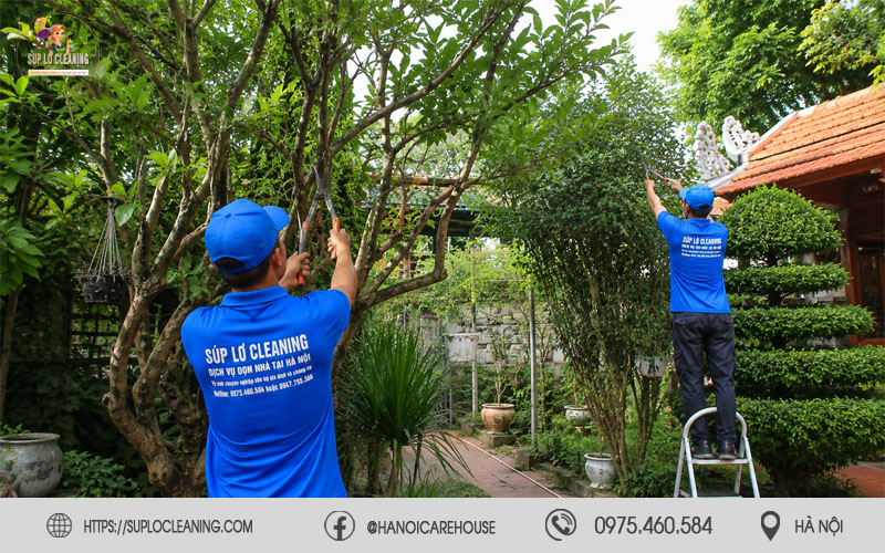 Dịch vụ chăm sóc cây cảnh sân vườn chuyên nghiệp tại Hà Nội