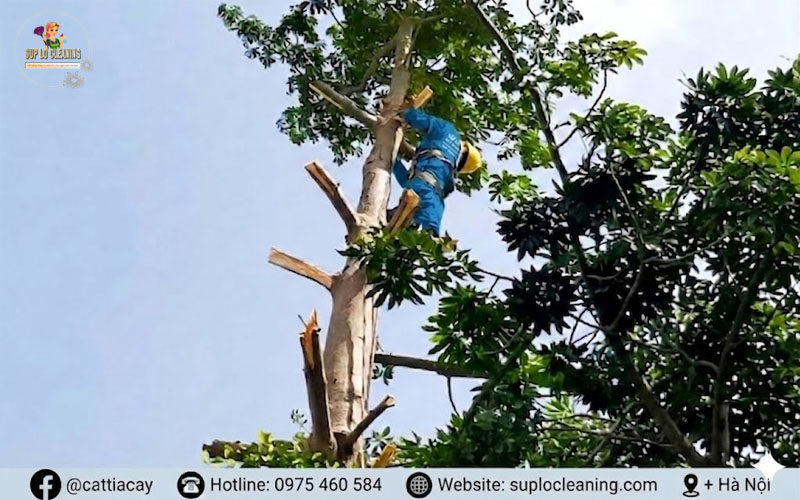 Cắt tỉa cây xanh tại Cửa Nam giúp đảm bảo an toàn và tạo mỹ quan đô thị