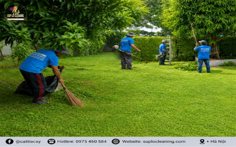 Nhân viên Súp Lơ Cleaning đang quét dọn khi cắt tỉa cây xong