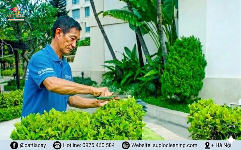 Nhân viên Súp Lơ Cleaning chăm sóc cây xanh đang cắt tỉa hàng rào cây cảnh tại Hà Nội chuyên nghiệp
