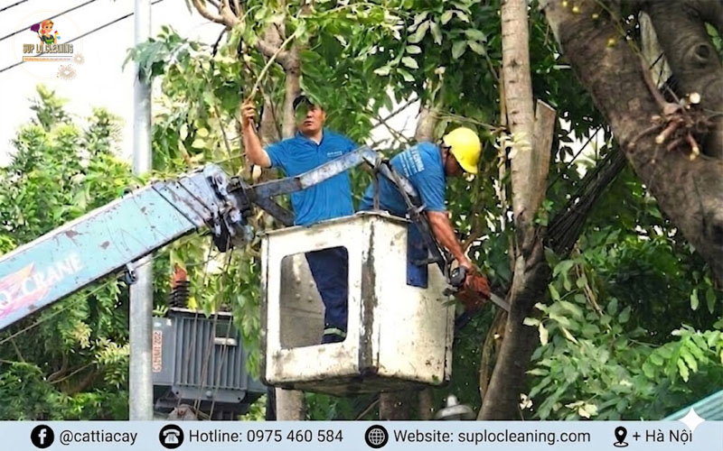 Hạ độ cao cây xanh tại Cửa Nam hạn chế nguy cơ gãy đổ mùa mưa bão