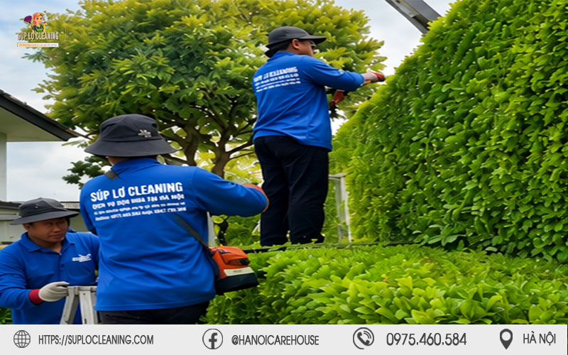Thợ lành nghề Súp Lơ Cleaning tuân thủ quy trình kỹ thuật lâm sinh an toàn tuyệt đối