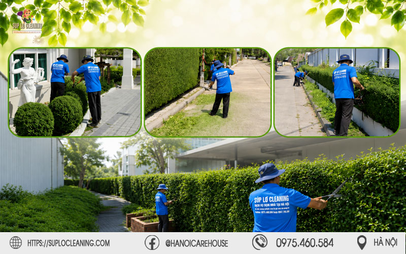 Súp Lơ Cleaning chuyên duy trì cảnh quan, chăm sóc và tạo dáng cây xanh chuyên nghiệp