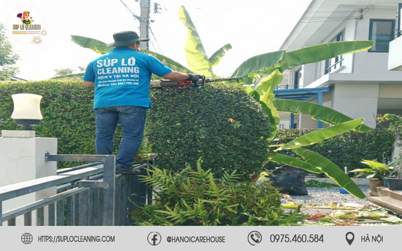 Cây xanh sau khi cắt tỉa giúp mặt tiền nhà phố gọn đẹp và nhiều ánh sáng hơn