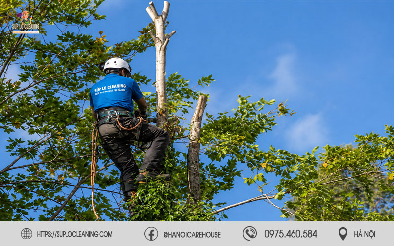 
Nhân viên Súp Lơ Cleaning đang cắt cành cây lớn bằng máy cưa an toàn