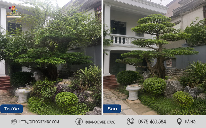 Hình ảnh trước và sau khi cắt tỉa cây xanh tại phường Láng