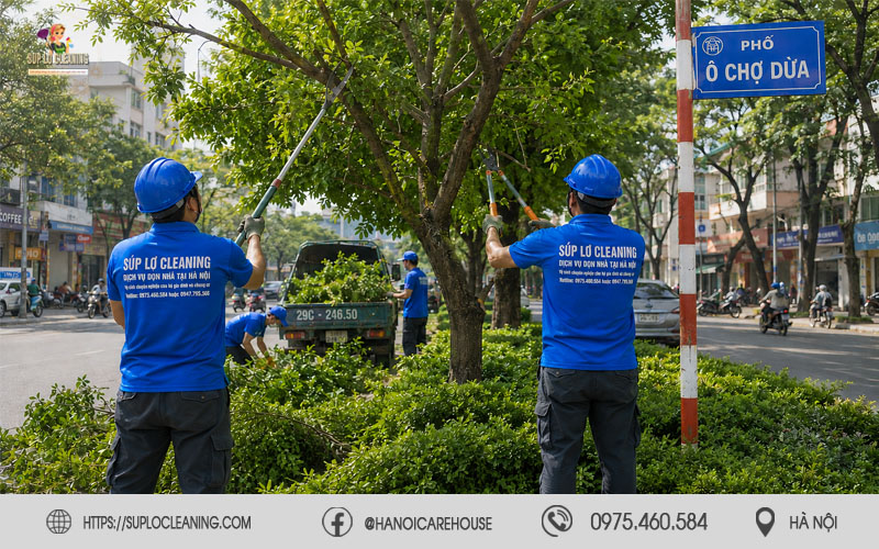 Nhân viên Súp Lơ Cleaning đang cắt tỉa cây xanh tại phường Ô Chợ Dừa