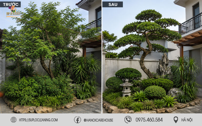 So sánh cây xanh trước và sau khi tạo tán chuyên nghiệp