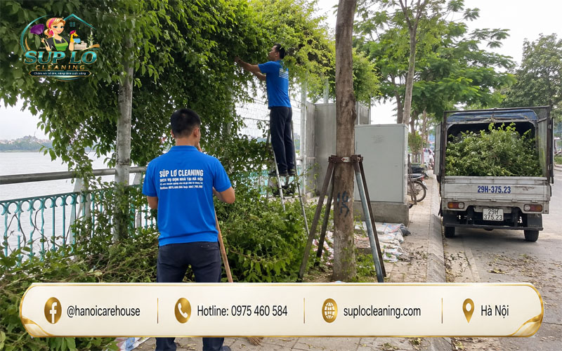 Cắt tỉa cây bóng mát tại Tây Hồ giúp giảm nguy cơ gãy đổ mùa mưa bão