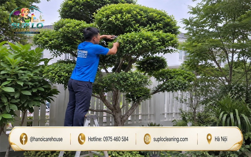 Tạo tán cây xanh đẹp tại Tây Hồ sau khi cắt tỉa đúng kỹ thuật